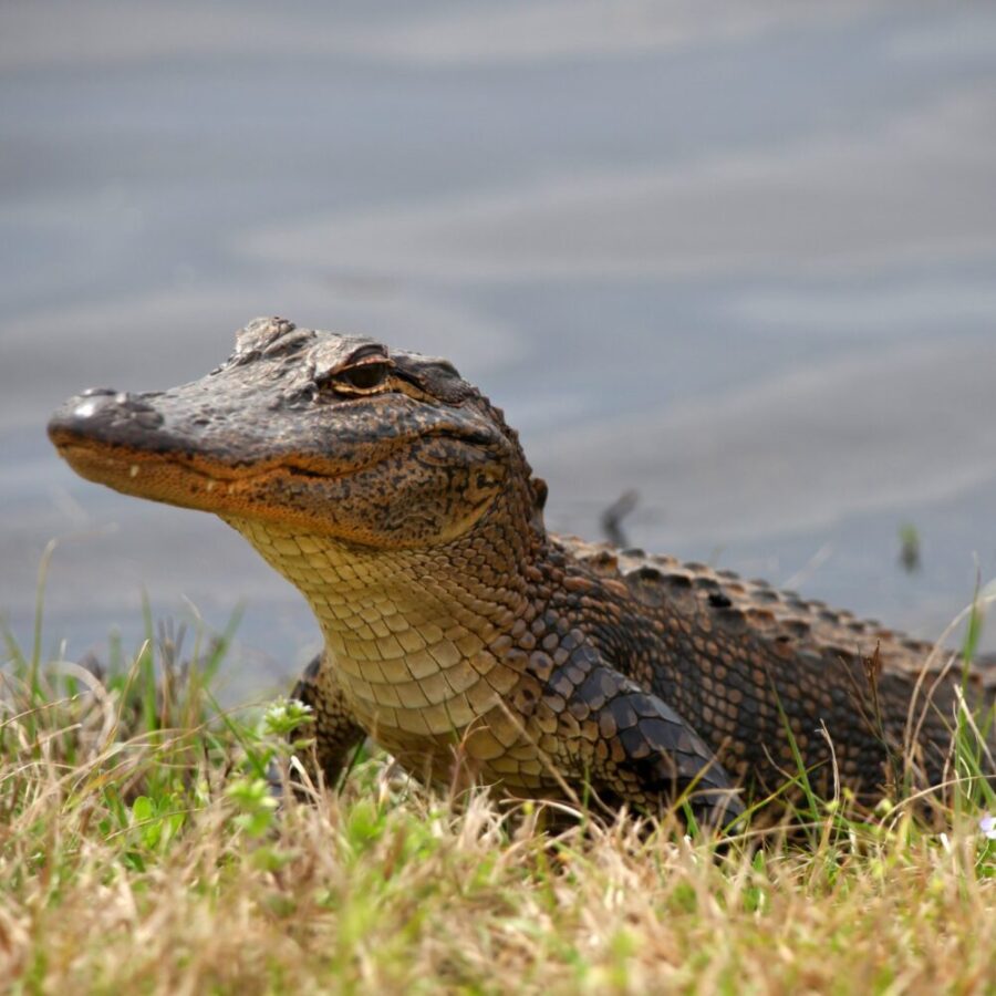 Florida retirement